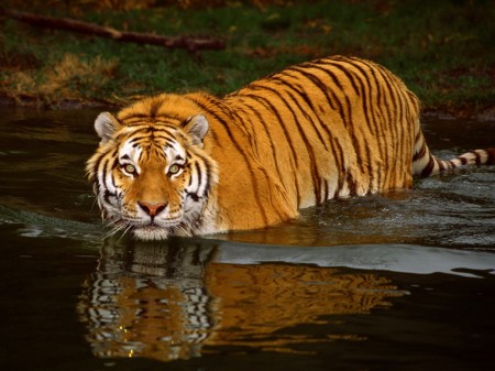 Sundarbans-Bangladesh-Awesome-Natural-HD-Image-Wallpaper-Picture-Photo-Shot-6-450×337  | Beautiful Bangladesh
